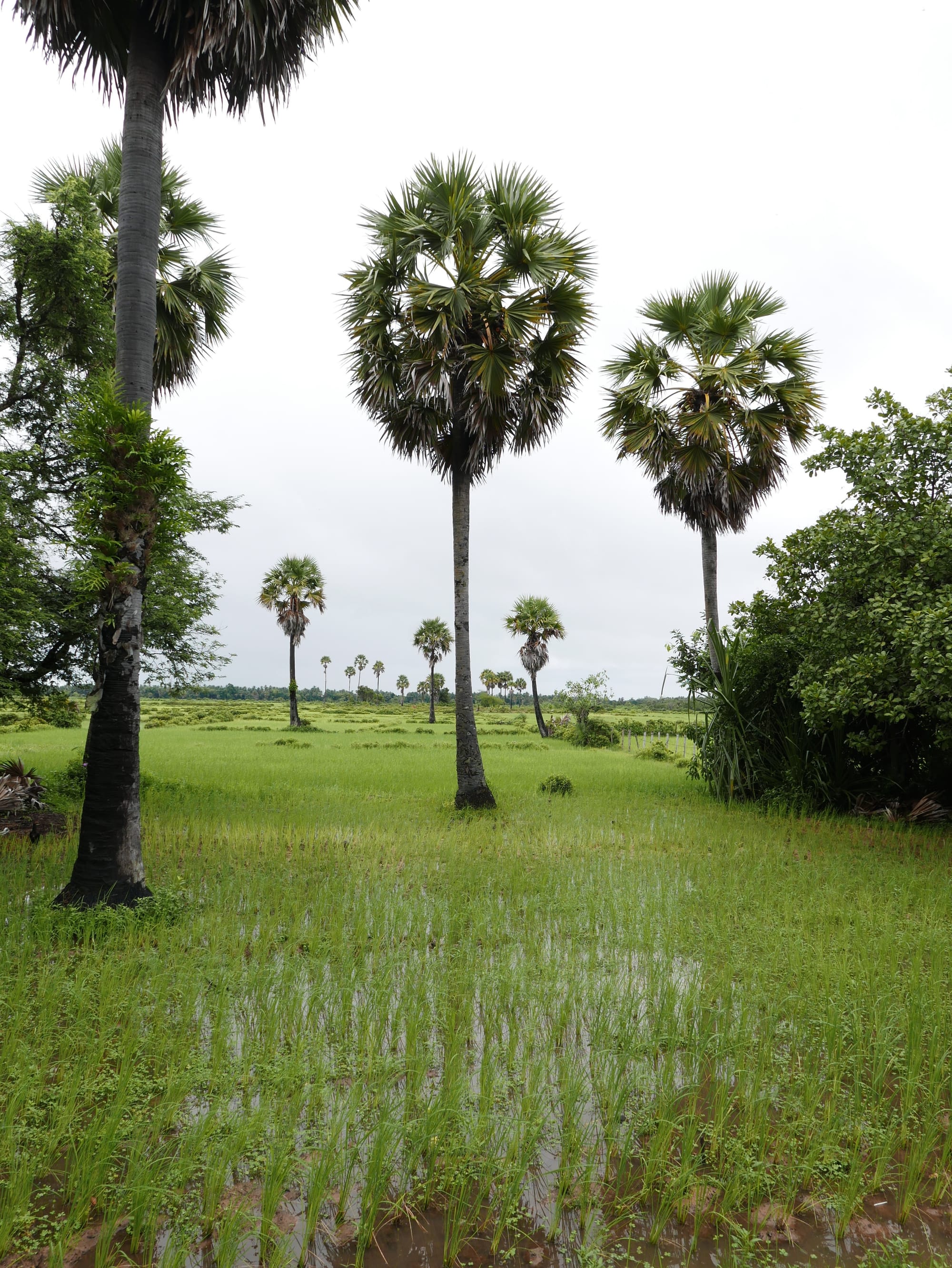 Photo by Author — rice field near a village in Cambodia