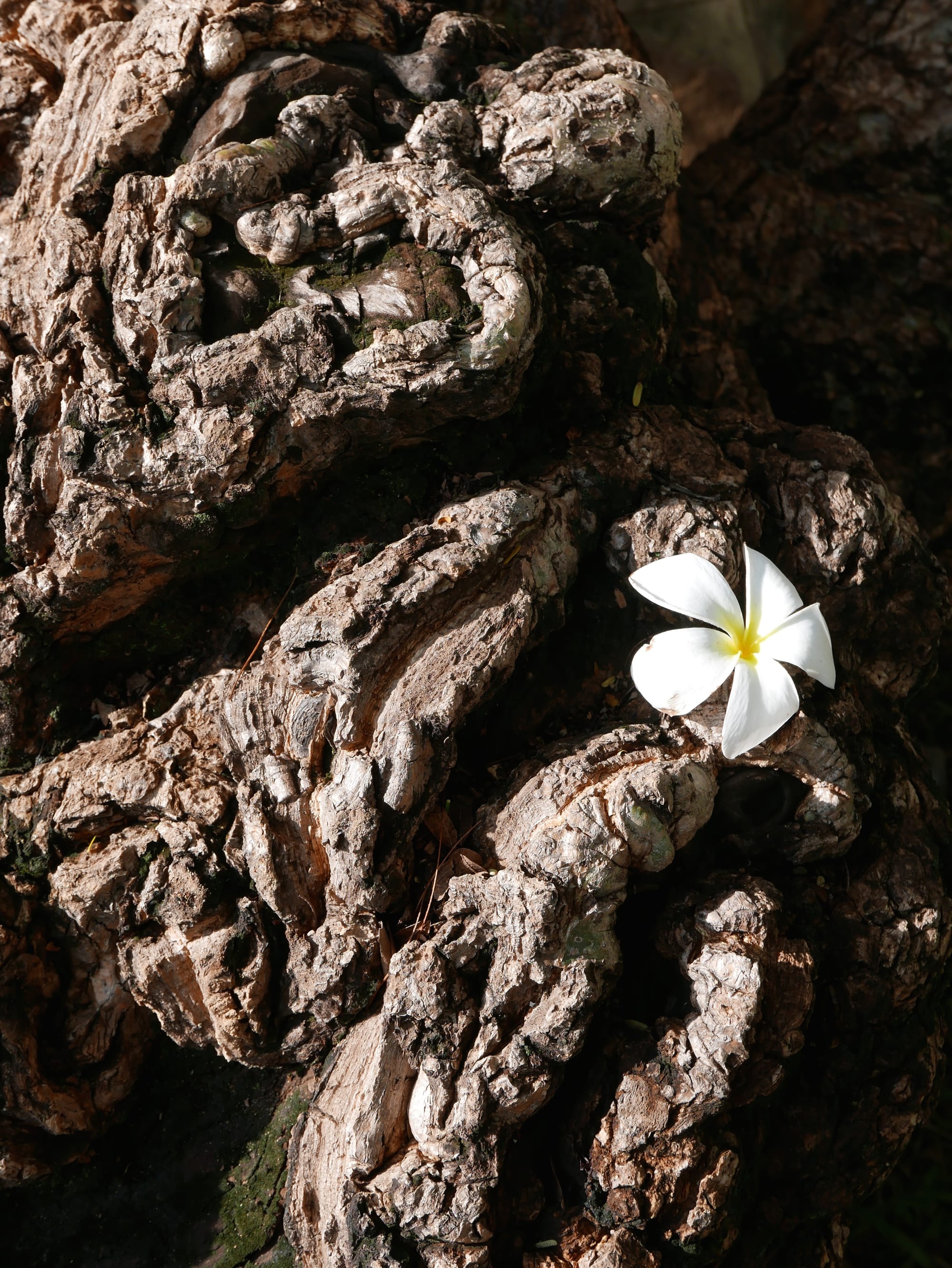 Photo by Author — flower and tree roots — Wat Dam Nak (Wat Damnak; ព្រះដំណាក់), High School Road (cor Wat Bo Road), Siem Reap, Cambodia