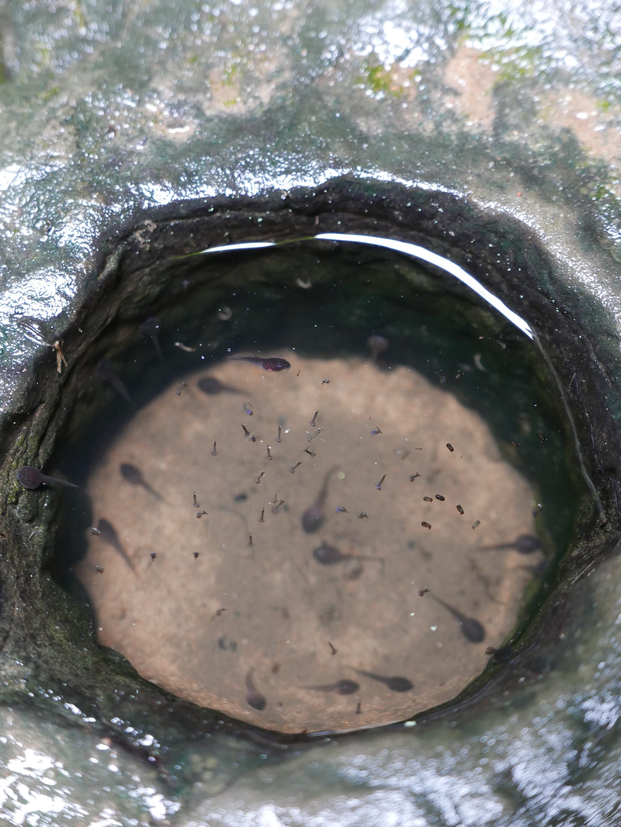 Photo by Author — tadpoles and larvae at Preah Khan (ប្រាសាទព្រះខ័ន), Angkor Archaeological Park, Angkor, Cambodia