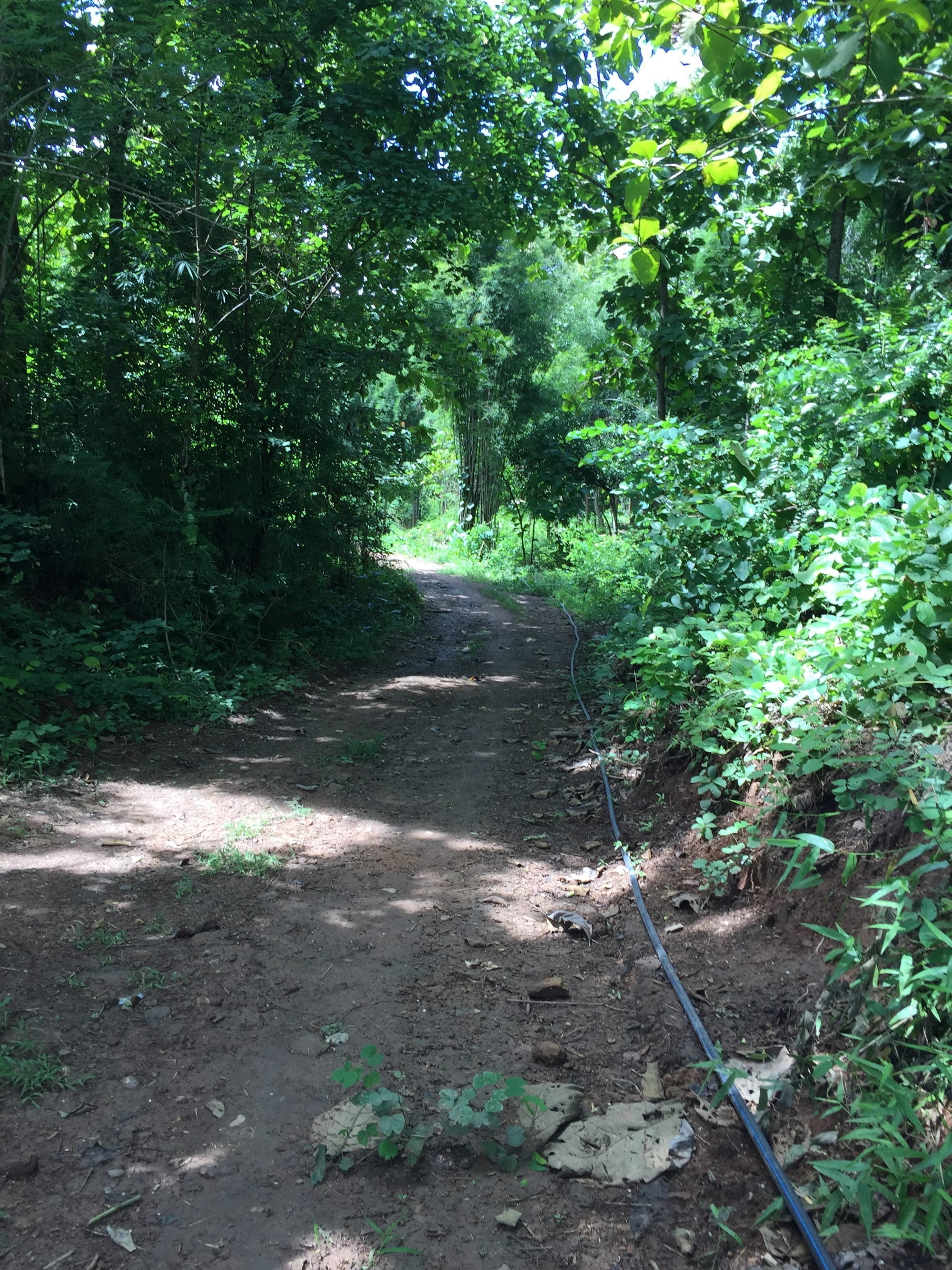 Photo by Author — a junction on the Chomphet Trail