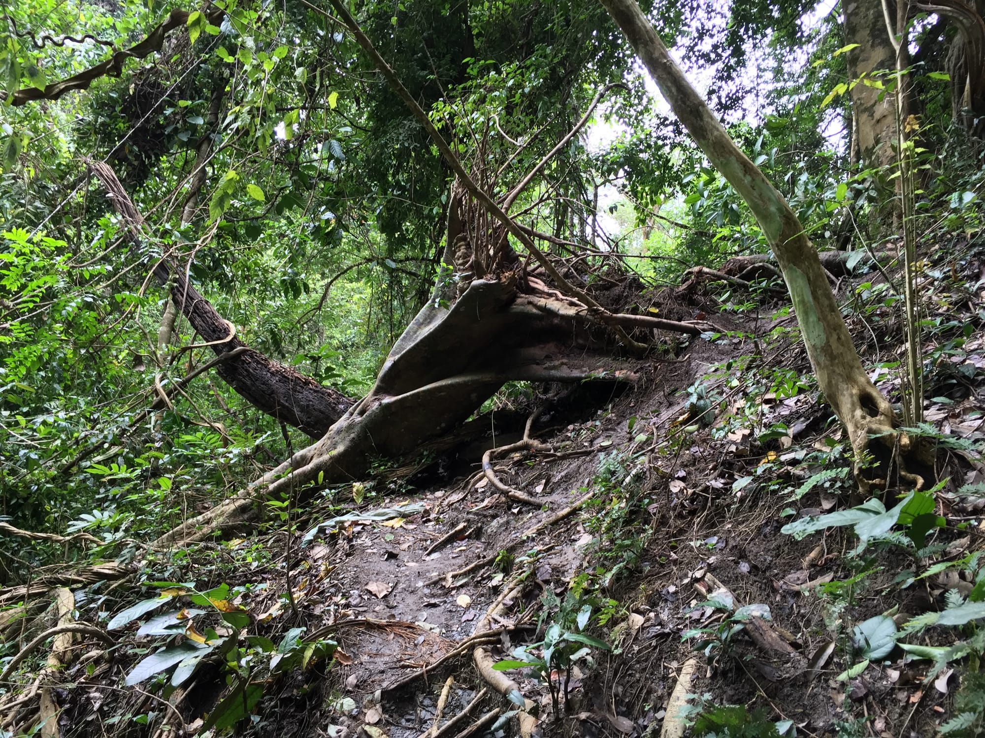 Photo by Author — a fallen tree blocking the path — Tad Sae Waterfalls (ຕາດແສ້), Luang Prabang (ຫລວງພະບາງ/ຫຼວງພະບາງ), Laos