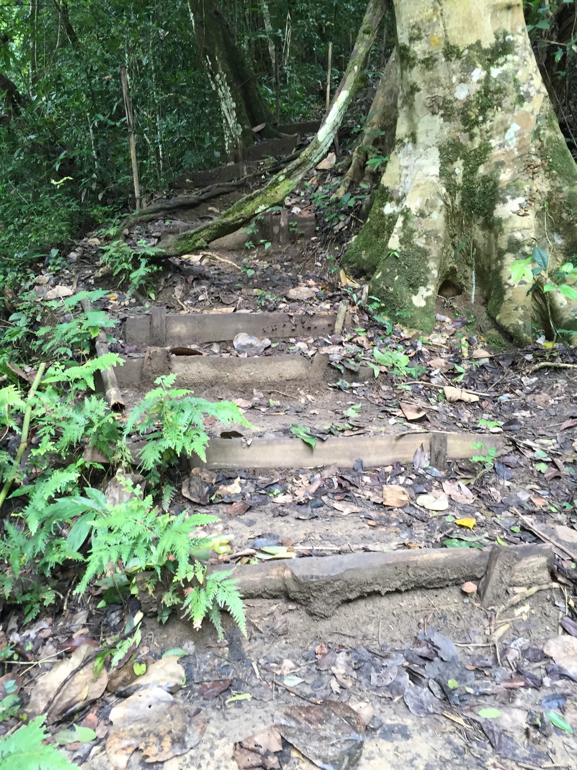 Photo by Author — steps on the trail to the top — Tad Sae Waterfalls (ຕາດແສ້), Luang Prabang (ຫລວງພະບາງ/ຫຼວງພະບາງ), Laos