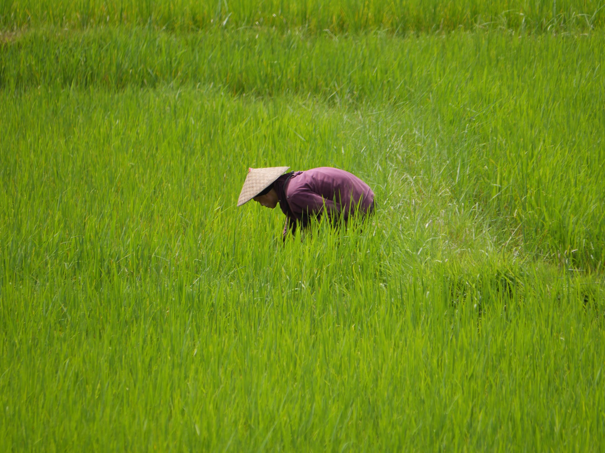 Photo by Author — working in the fields — Luang Prabang (ຫລວງພະບາງ/ຫຼວງພະບາງ), Laos