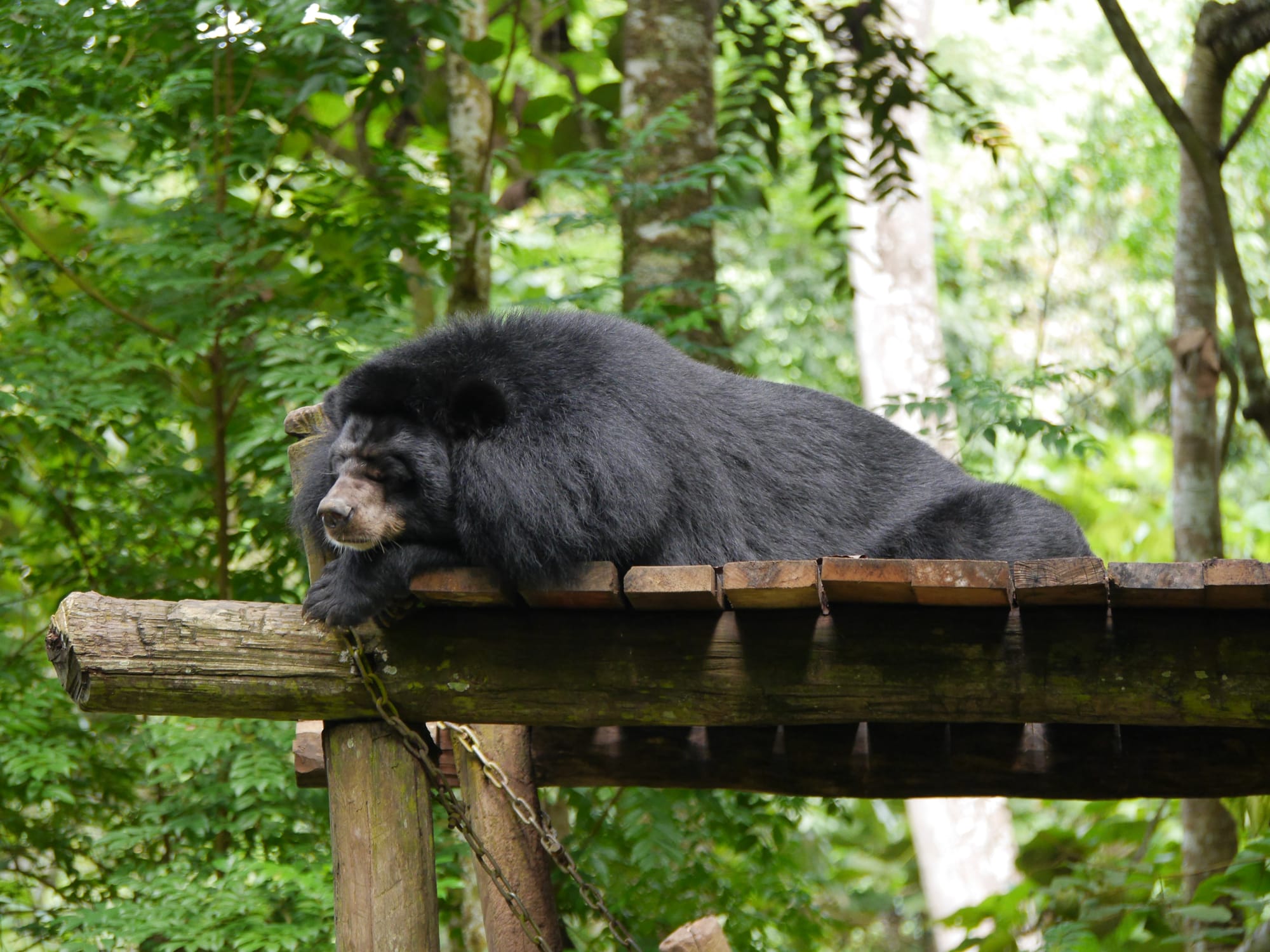 Photo by Author — Bear Rescue Centre, Kuang Si Waterfall, Laos