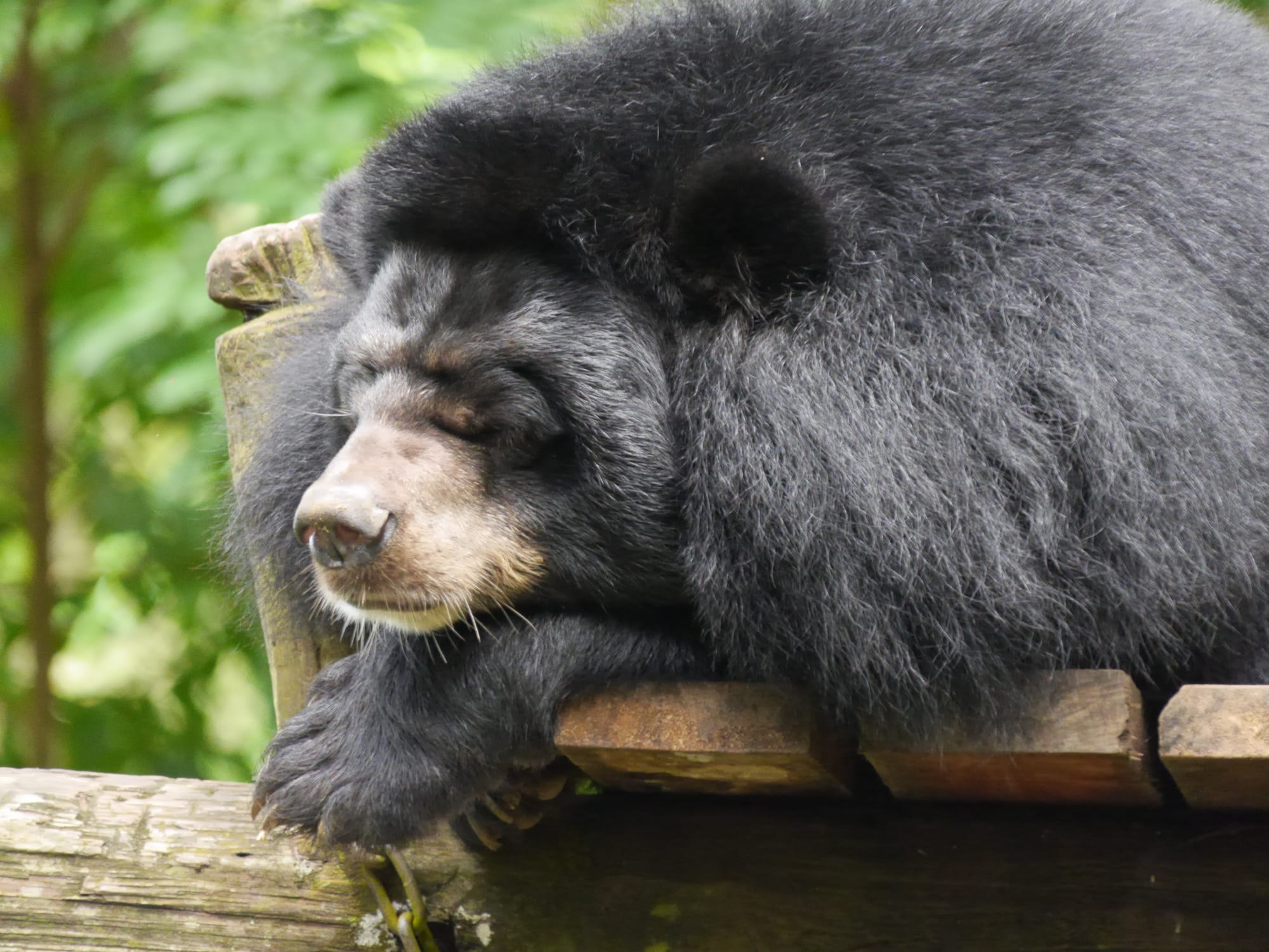 Photo by Author — Bear Rescue Centre, Kuang Si Waterfall, Laos