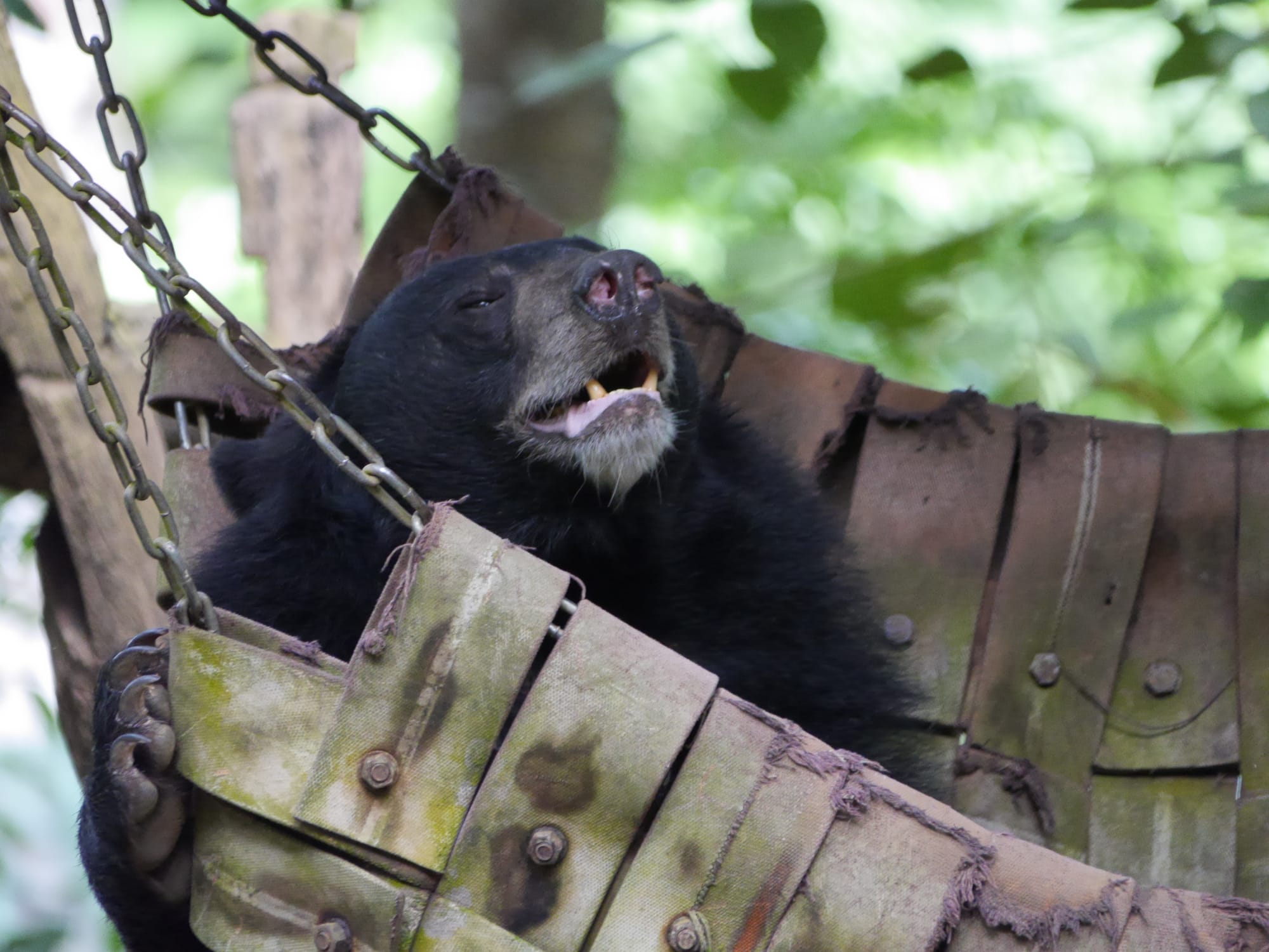 Photo by Author — Bear Rescue Centre, Kuang Si Waterfall, Laos