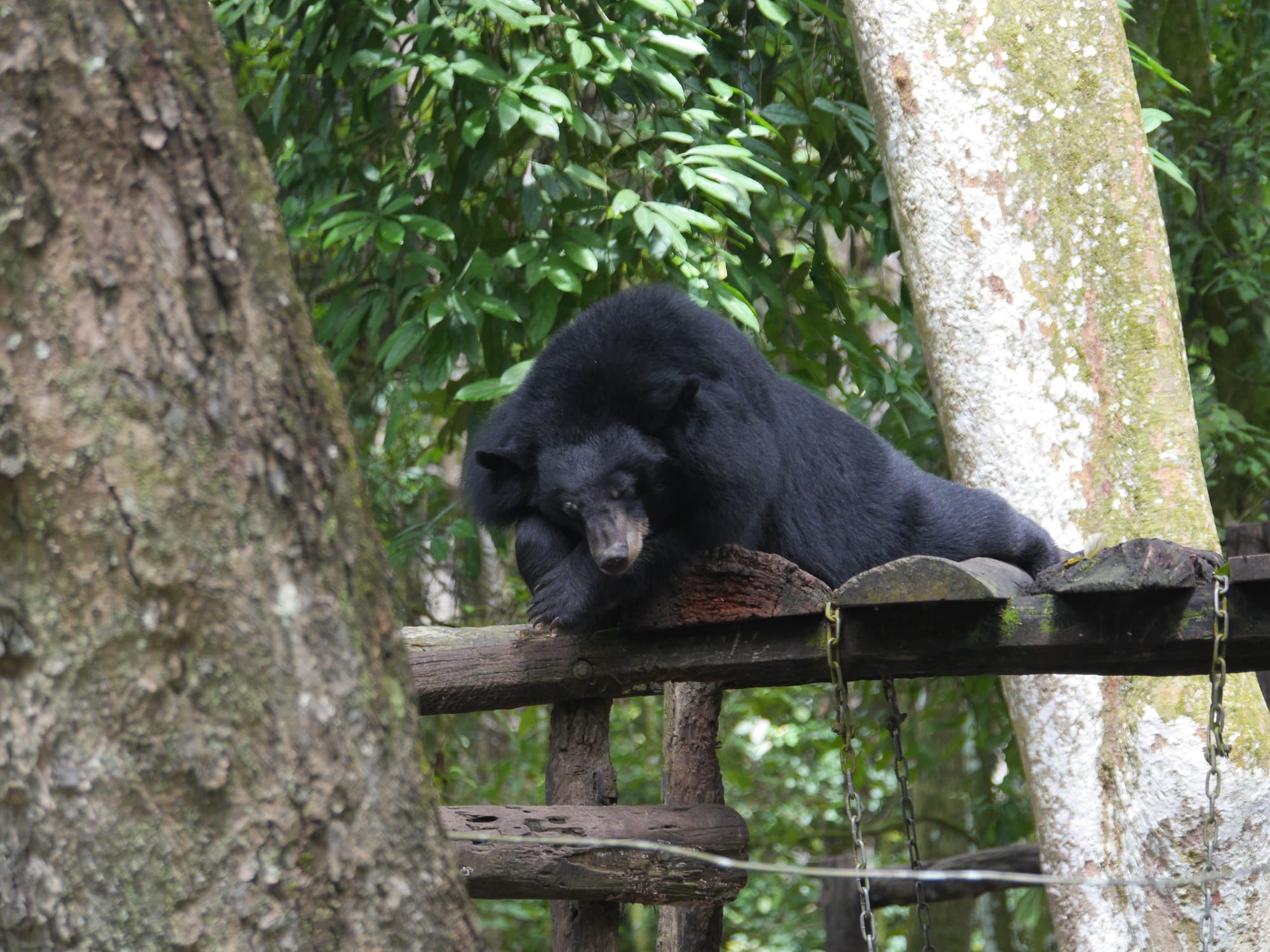 Photo by Author — Bear Rescue Centre, Kuang Si Waterfall, Laos