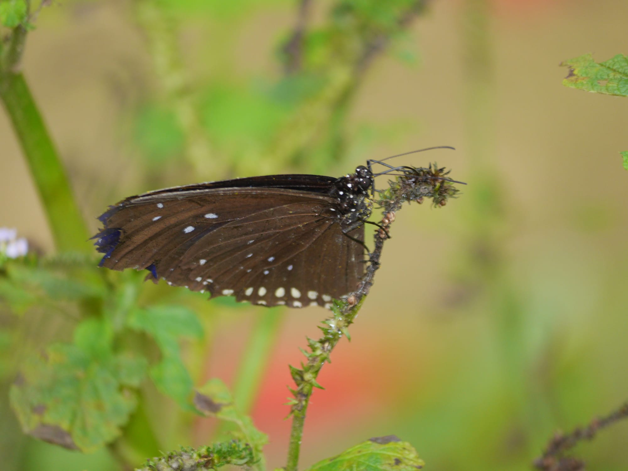 Photo by Author — a butterfly at Kuang Si Butterfly Park, Laos