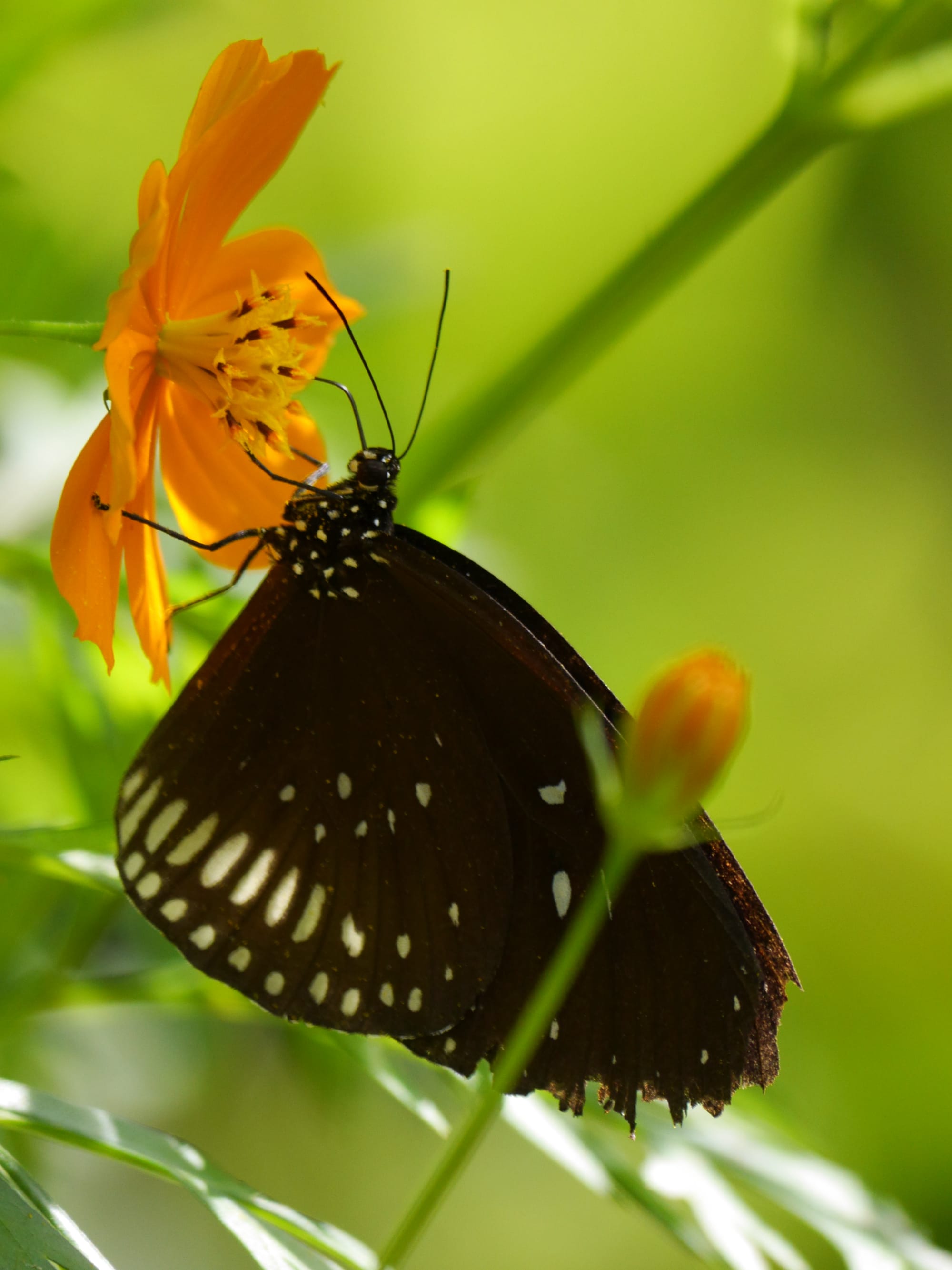 Photo by Author — a butterfly at Kuang Si Butterfly Park, Laos