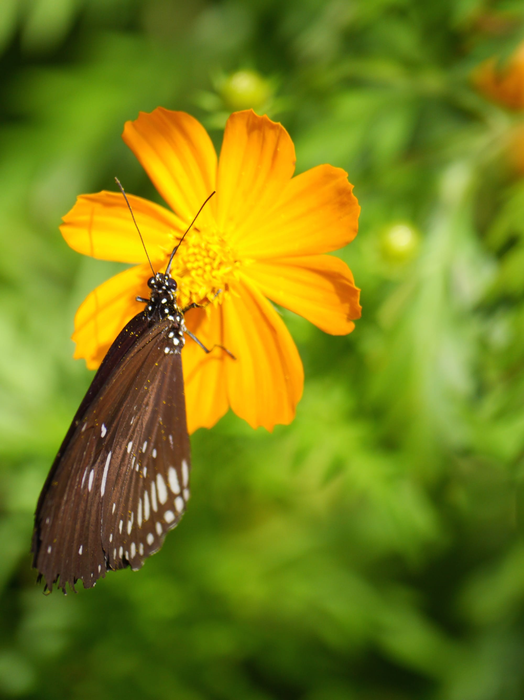 Photo by Author — a butterfly at Kuang Si Butterfly Park, Laos