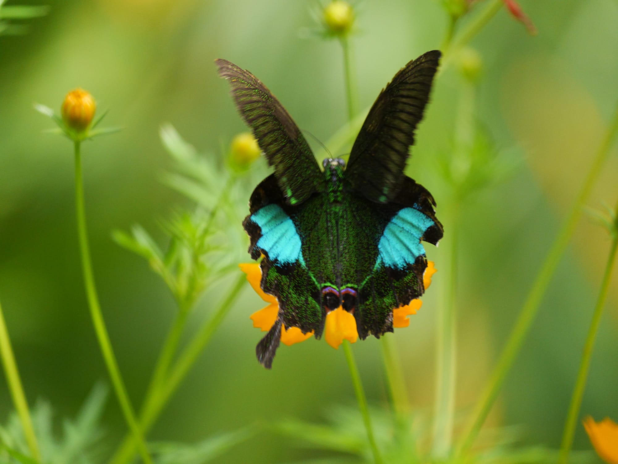 Photo by Author — a butterfly at Kuang Si Butterfly Park, Laos