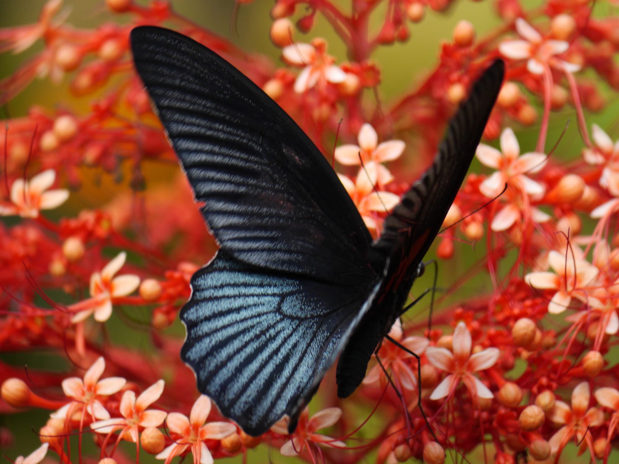 Photo by Author — a butterfly at Kuang Si Butterfly Park, Laos