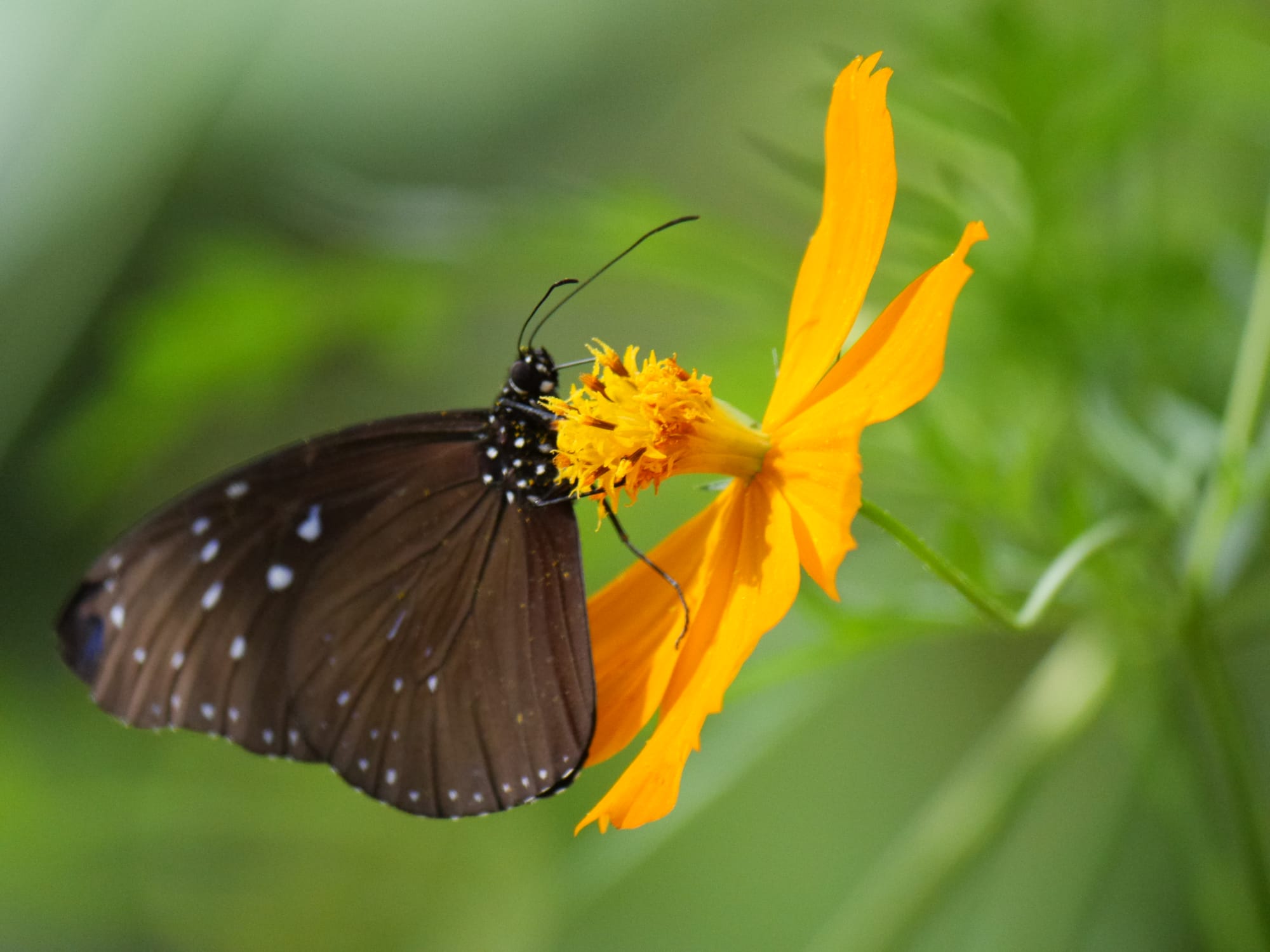 Photo by Author — a butterfly at Kuang Si Butterfly Park, Laos