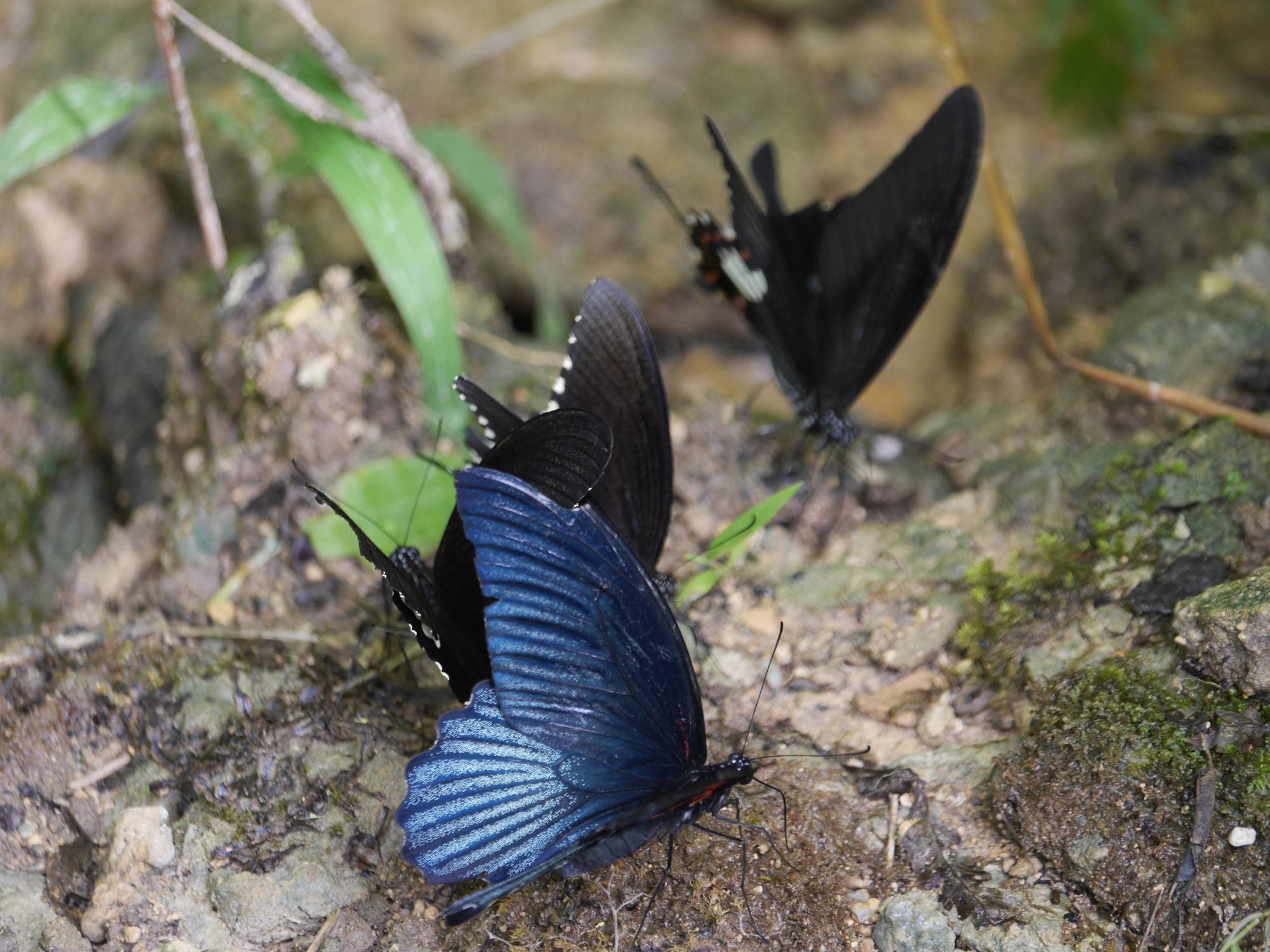 Photo by Author — butterflies at Kuang Si Butterfly Park, Laos