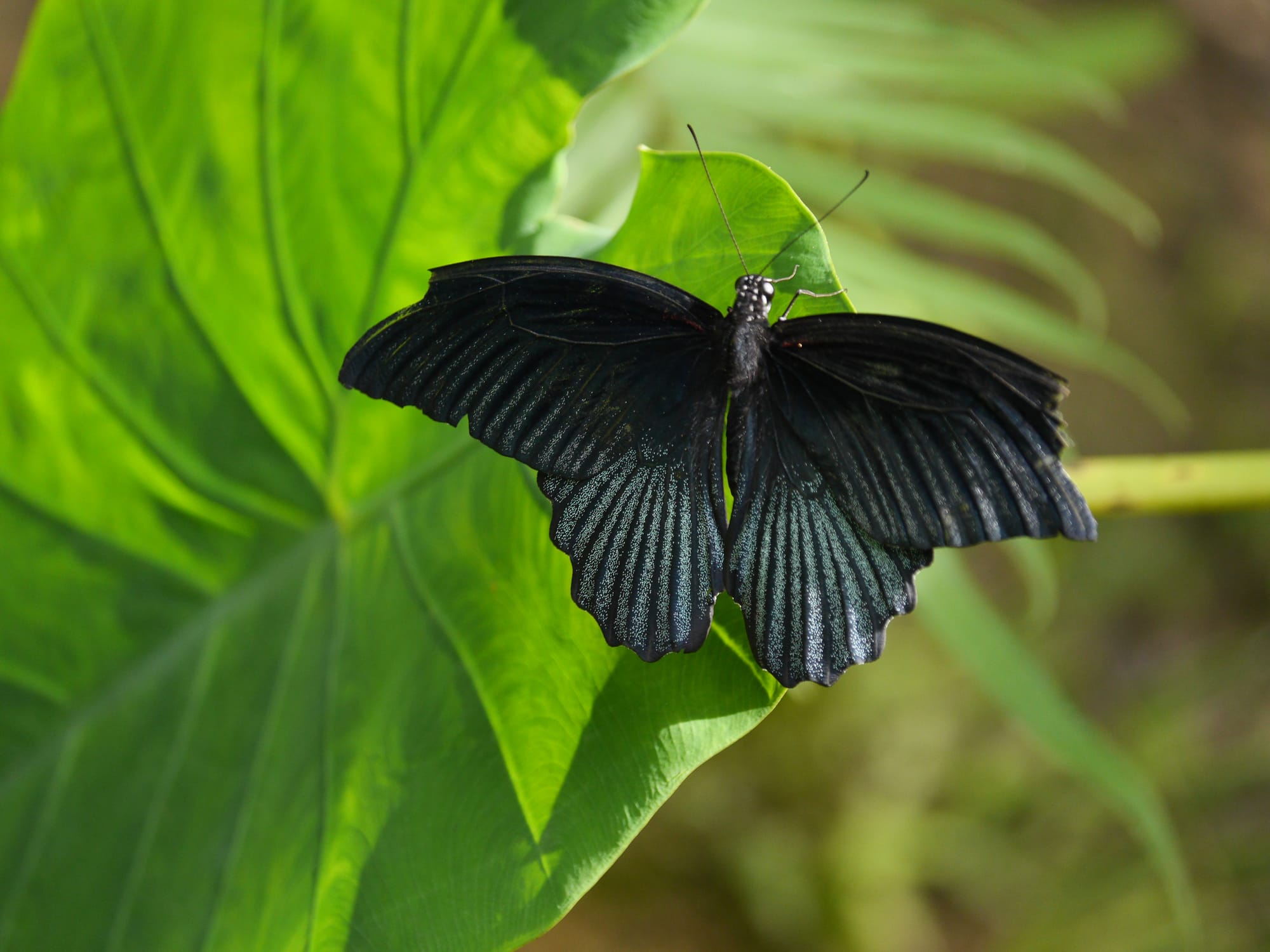 Photo by Author — a butterfly at Kuang Si Butterfly Park, Laos