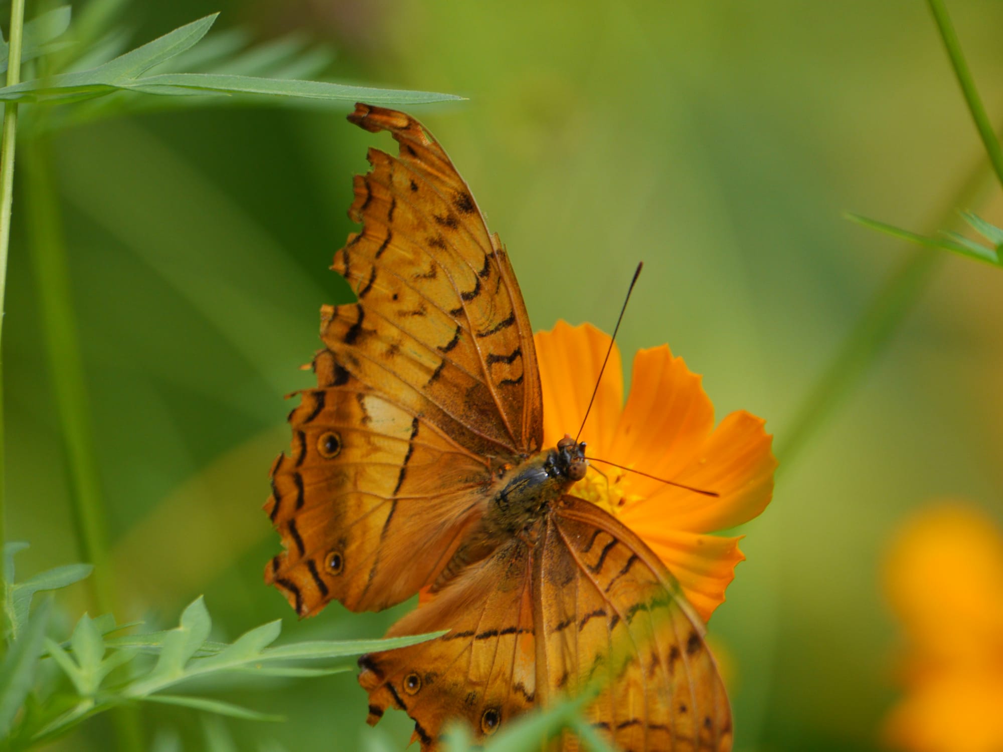 Photo by Author — a butterfly at Kuang Si Butterfly Park, Laos