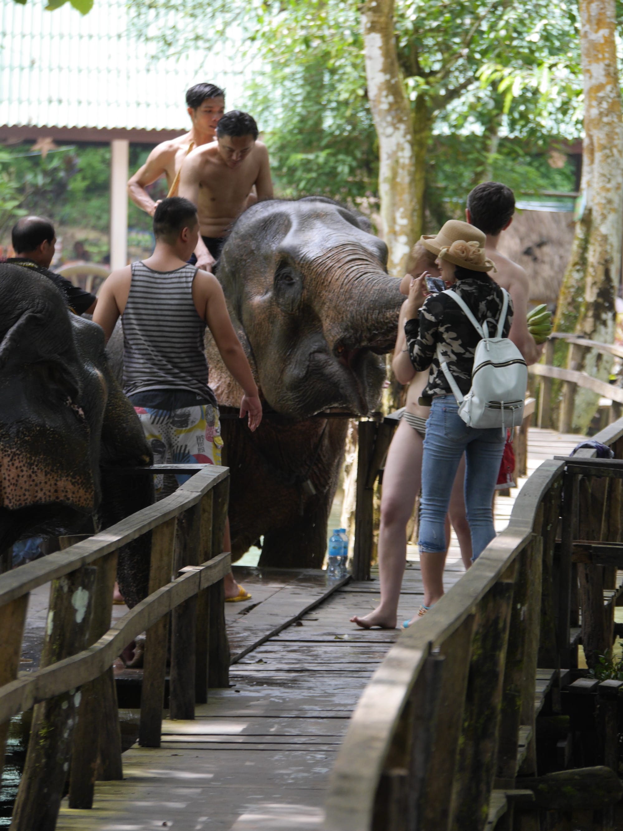 Photo by Author — elephants at the Tad Sae Waterfalls (ຕາດແສ້), Luang Prabang (ຫລວງພະບາງ/ຫຼວງພະບາງ), Laos