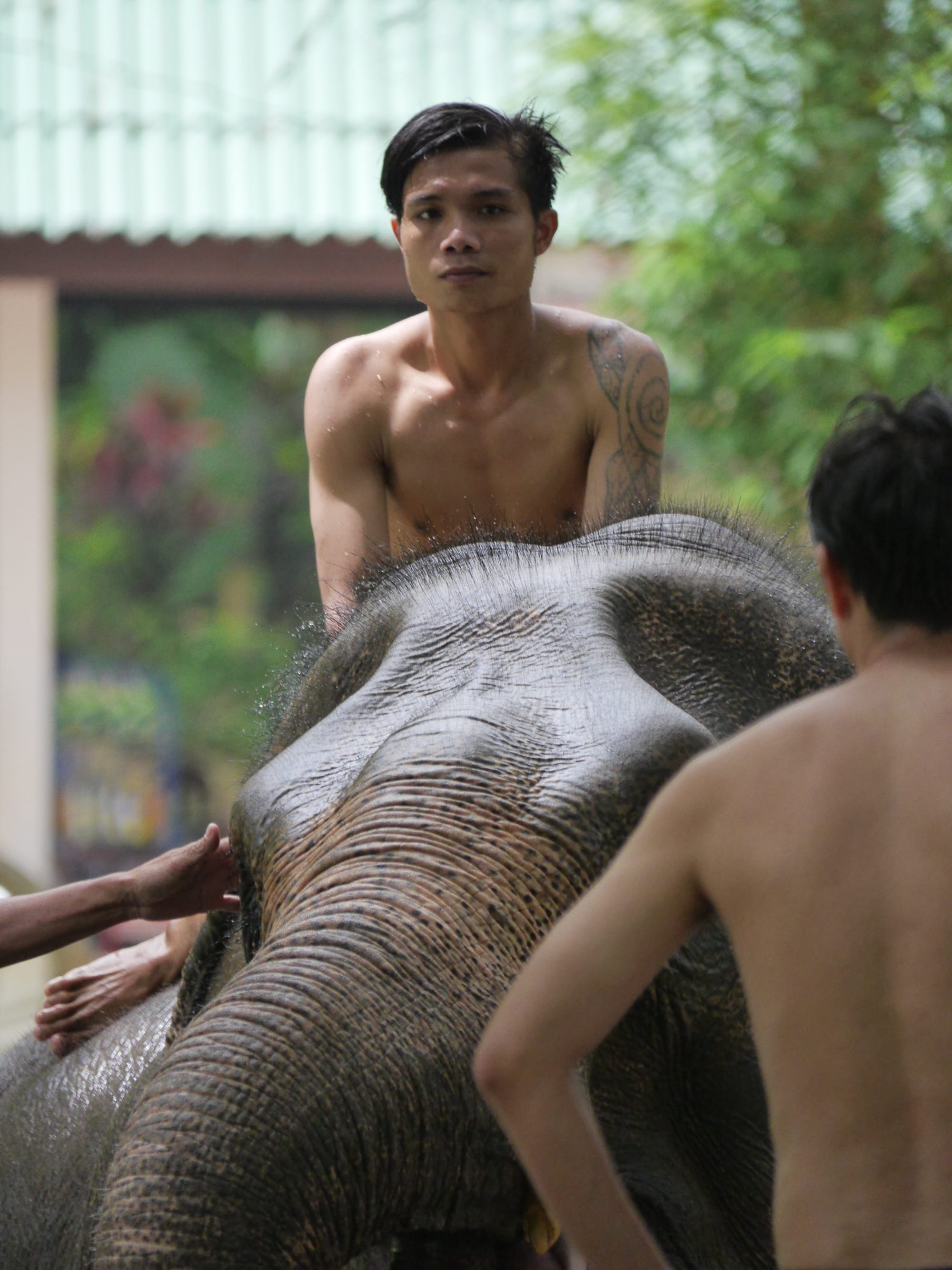 Photo by Author — elephants at the Tad Sae Waterfalls (ຕາດແສ້), Luang Prabang (ຫລວງພະບາງ/ຫຼວງພະບາງ), Laos