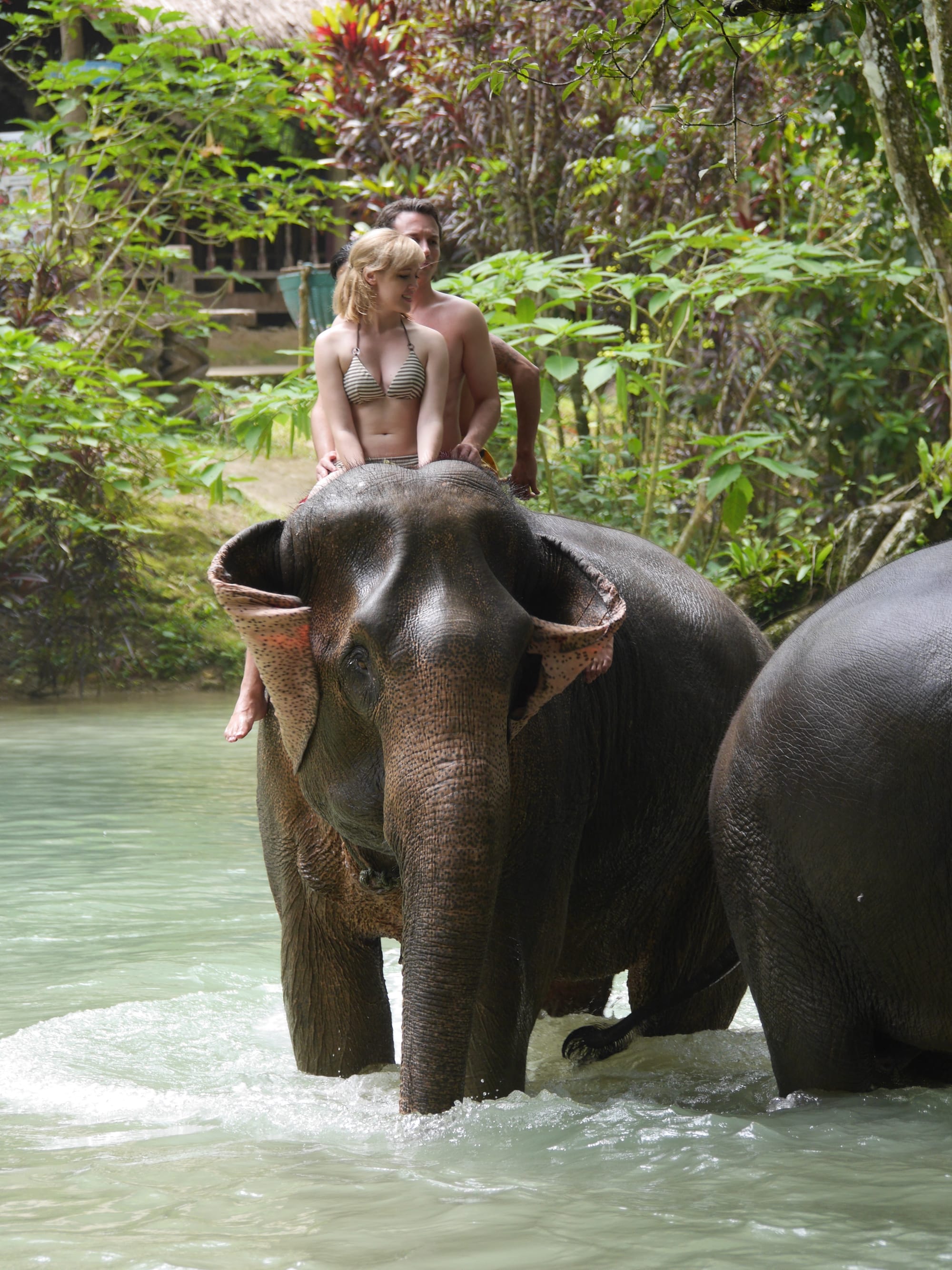 Photo by Author — elephants at the Tad Sae Waterfalls (ຕາດແສ້), Luang Prabang (ຫລວງພະບາງ/ຫຼວງພະບາງ), Laos