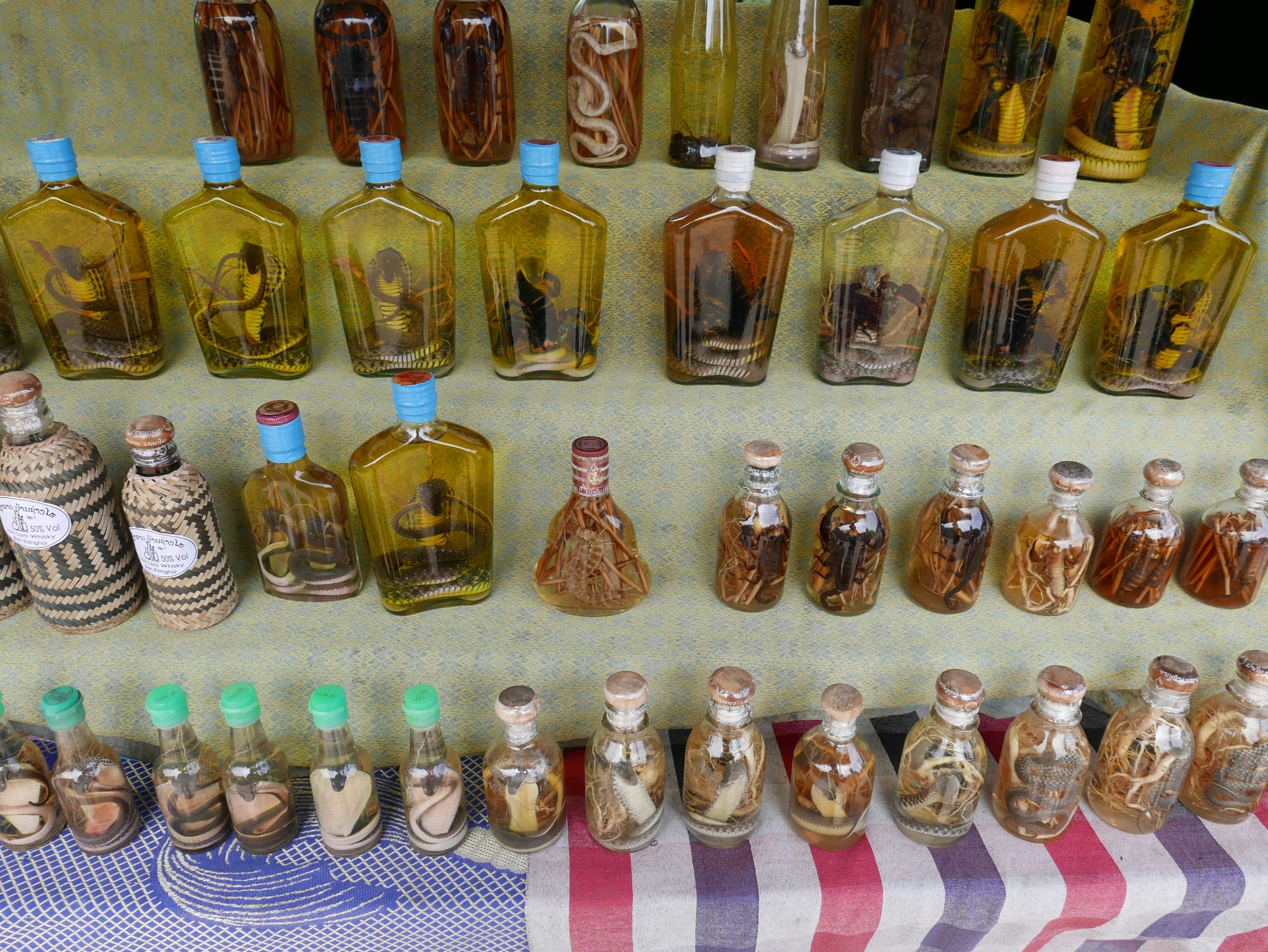 Photo by Author — pickled Cobras in Lao Whisky — Ban Xanghai (ບ້ານຊຽງຮາຍ): Liquor & Silk Village, Luang Prabang (ຫລວງພະບາງ/ຫຼວງພະບາງ), Laos