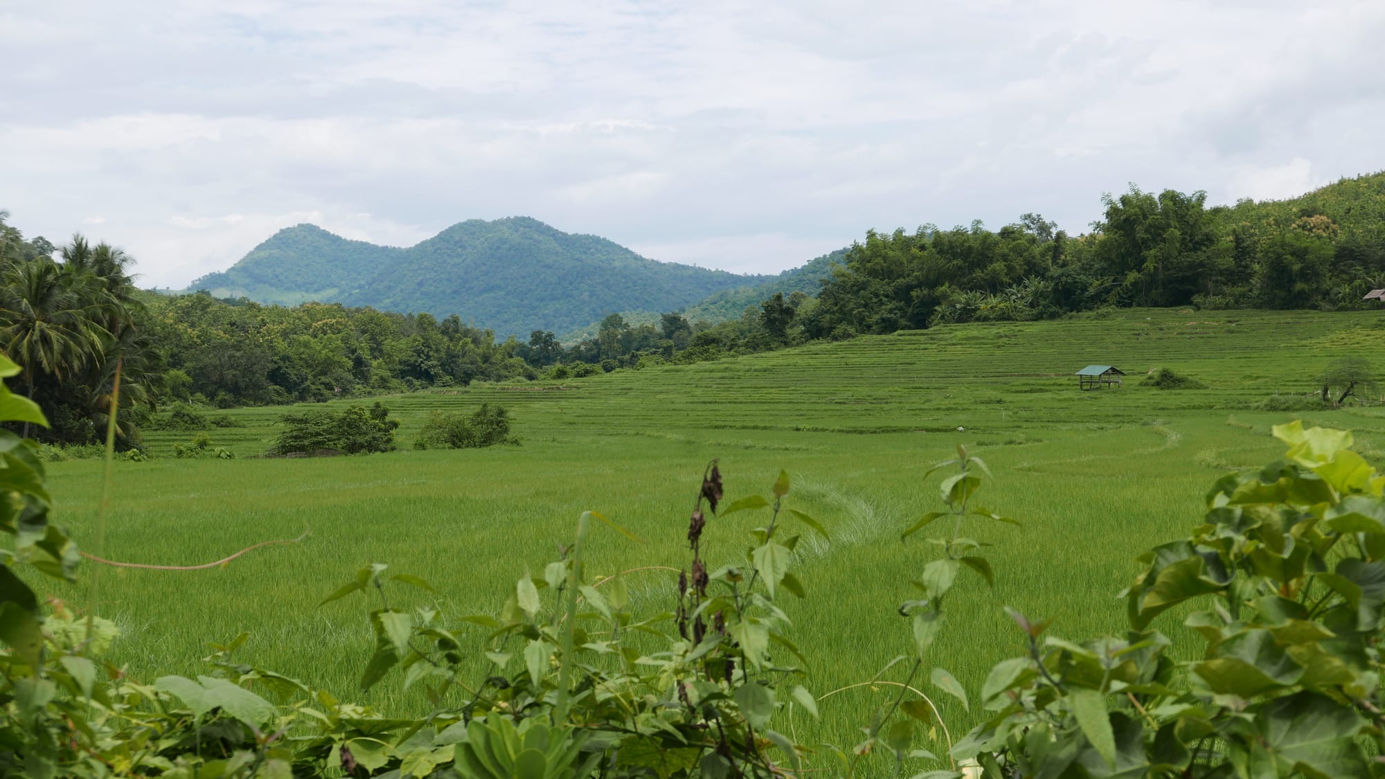 Photo by Author — the countryside around Luang Prabang (ຫລວງພະບາງ/ຫຼວງພະບາງ), Laos