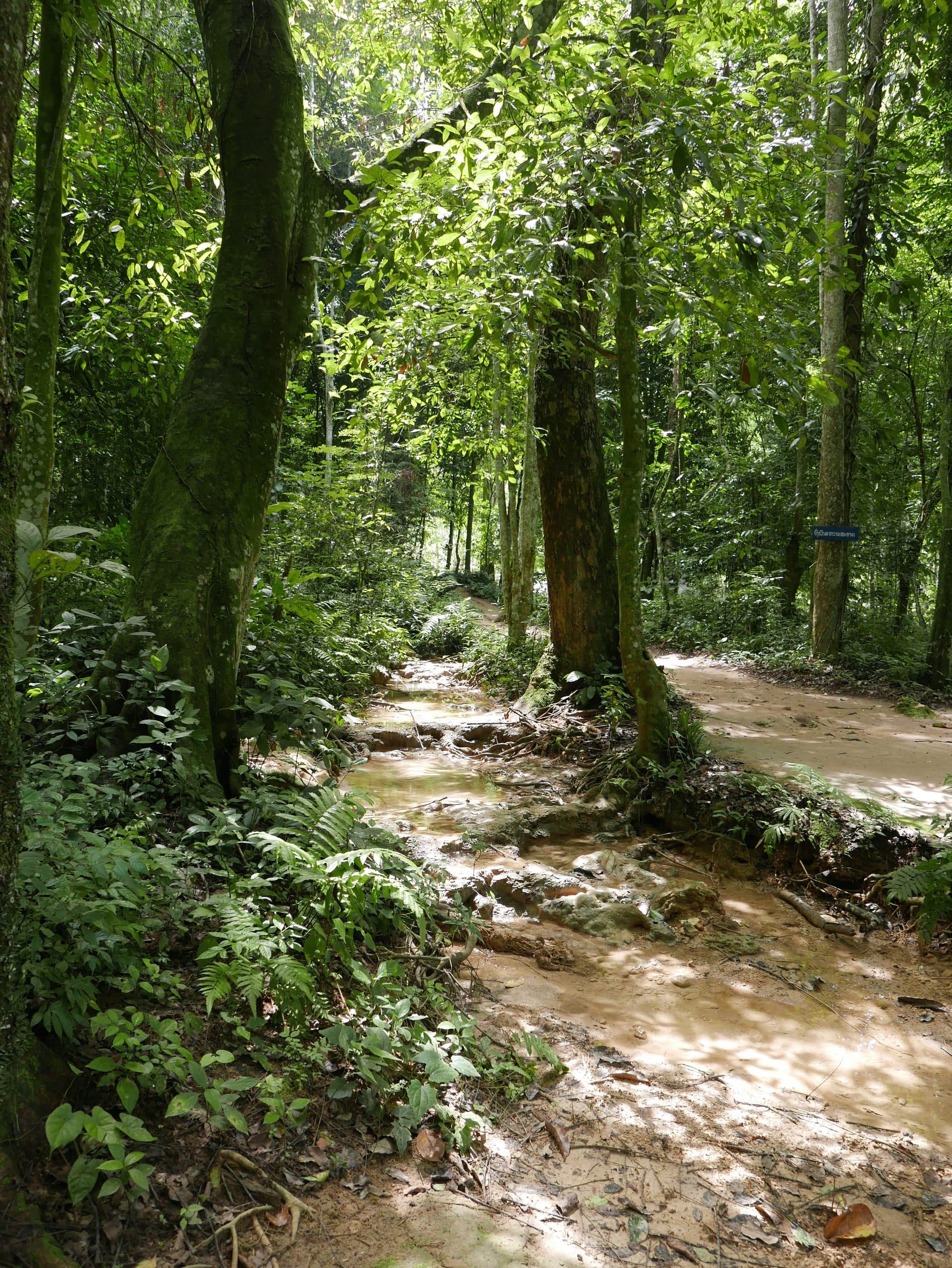 Photo by Author — a small stream on my walk to the Kuang Si Waterfall (ນ້ຳຕົກຕາດ ກວາງຊີ), Laos — the lower pools