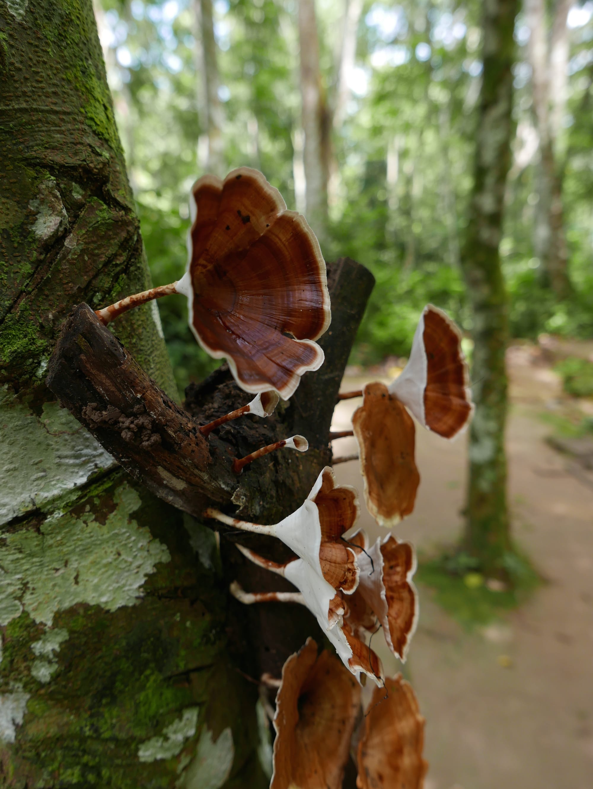 Photo by Author — fungi? — Kuang Si Waterfall (ນ້ຳຕົກຕາດ ກວາງຊີ), Laos — the lower pools