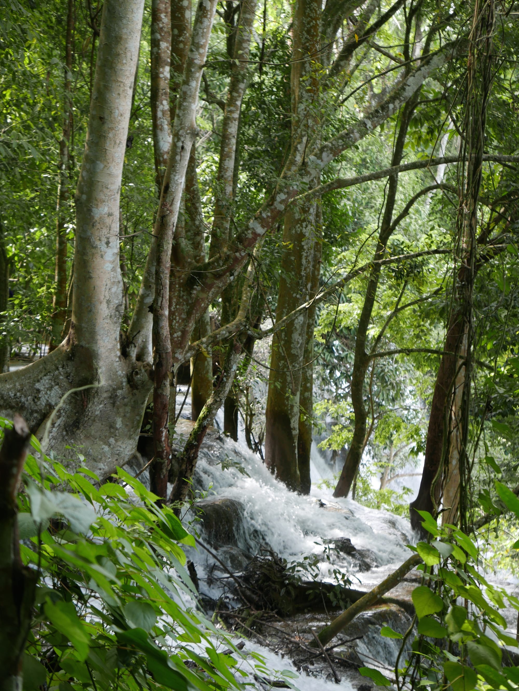 Photo by Author — keep an eye on where you are walking — Kuang Si Waterfall (ນ້ຳຕົກຕາດ ກວາງຊີ), Laos — the upper pools