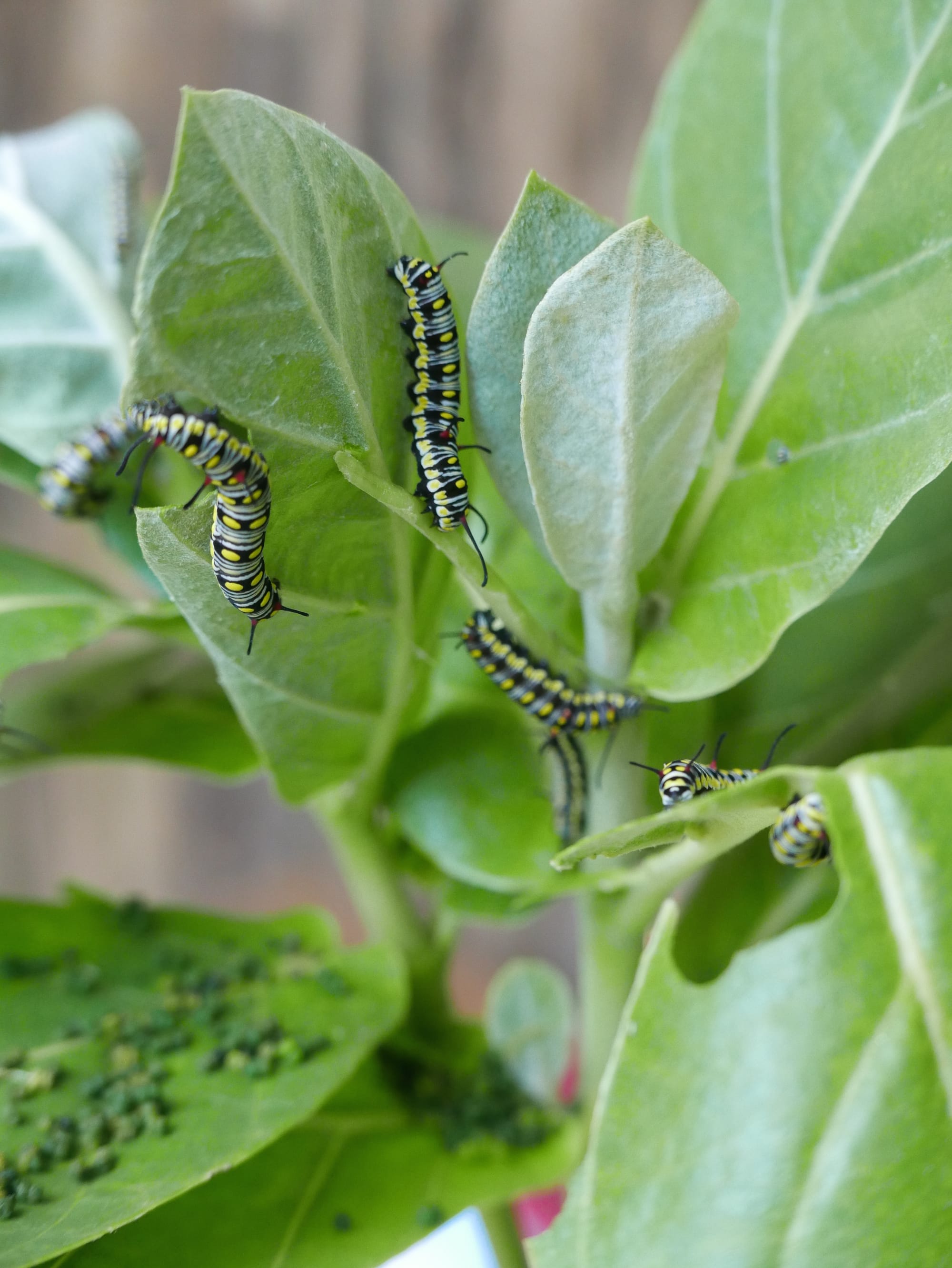 Photo by Author — caterpillars at Kuang Si Butterfly Park, Laos