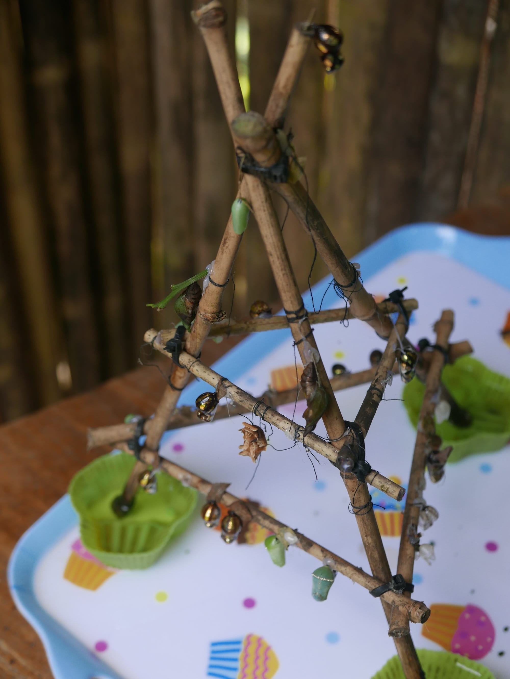 Photo by Author — chrysalis waiting to hatch — Kuang Si Butterfly Park, Laos