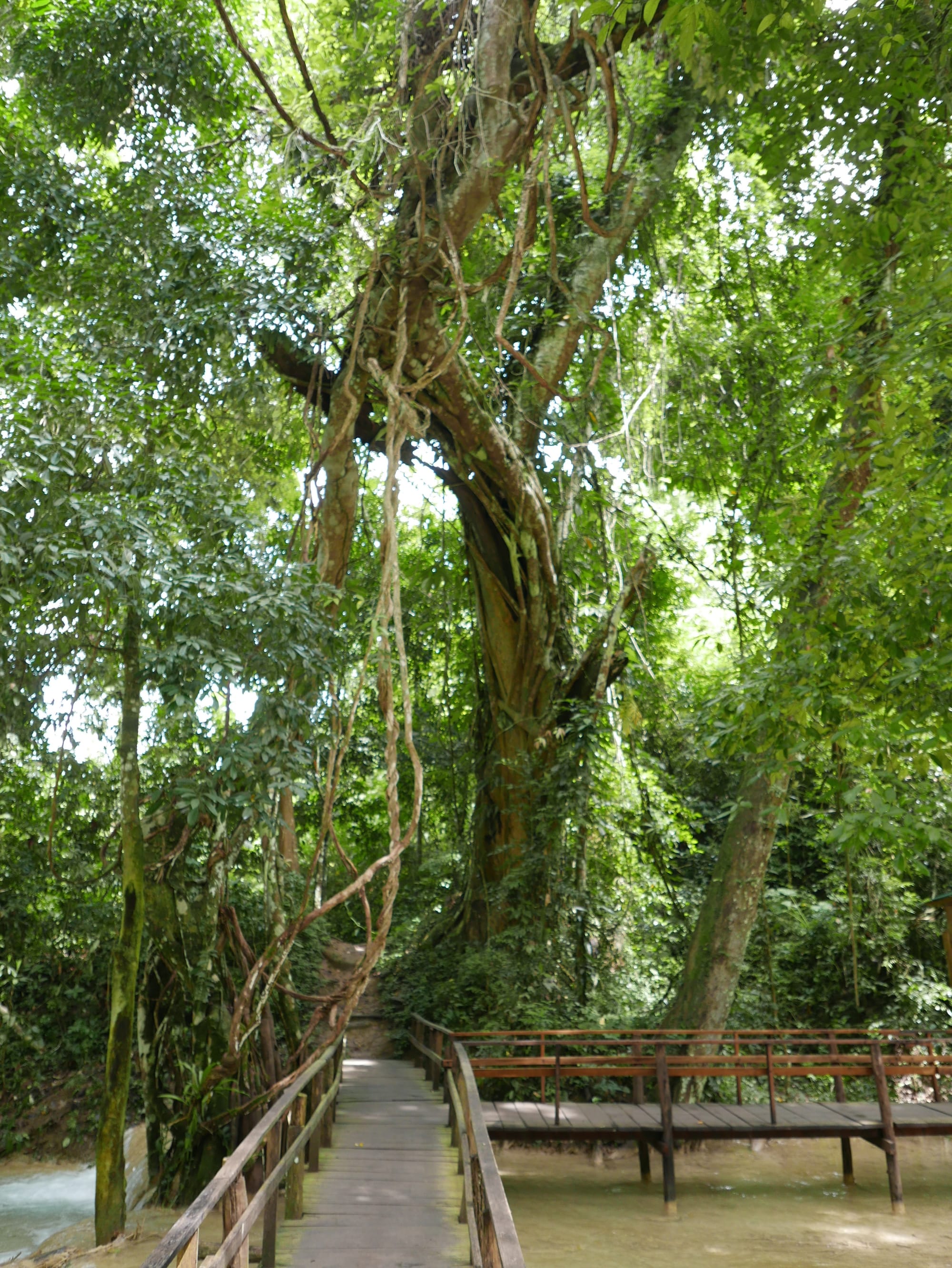 Photo by Author — the trail — Tad Sae Waterfalls (ຕາດແສ້), Luang Prabang (ຫລວງພະບາງ/ຫຼວງພະບາງ), Laos