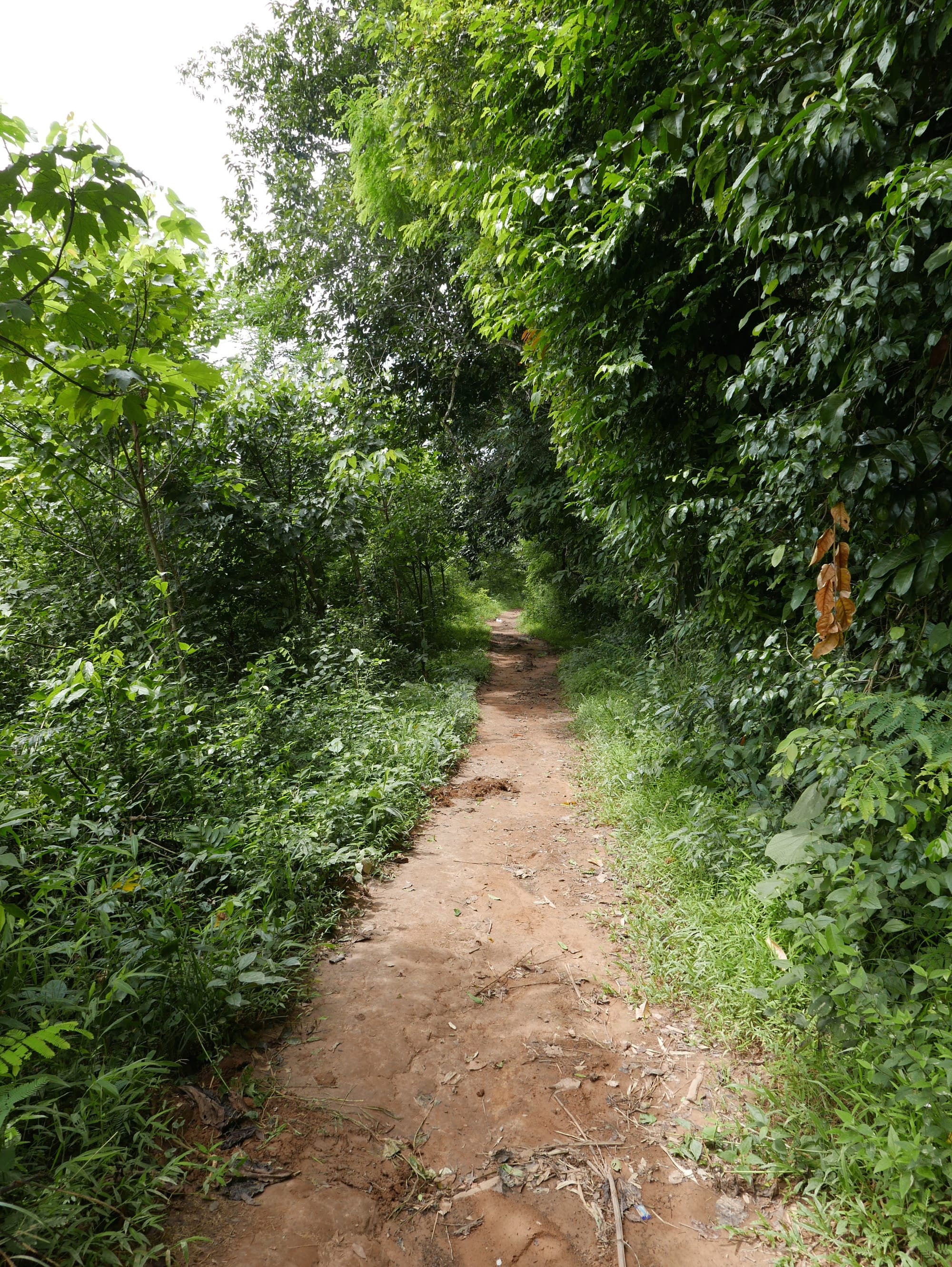 Photo by Author — the trail — Tad Sae Waterfalls (ຕາດແສ້), Luang Prabang (ຫລວງພະບາງ/ຫຼວງພະບາງ), Laos