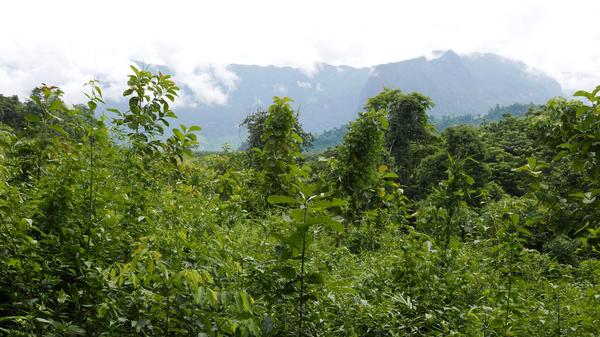 Photo by Author — the views on the way to the top — Tad Sae Waterfalls (ຕາດແສ້), Luang Prabang (ຫລວງພະບາງ/ຫຼວງພະບາງ), Laos