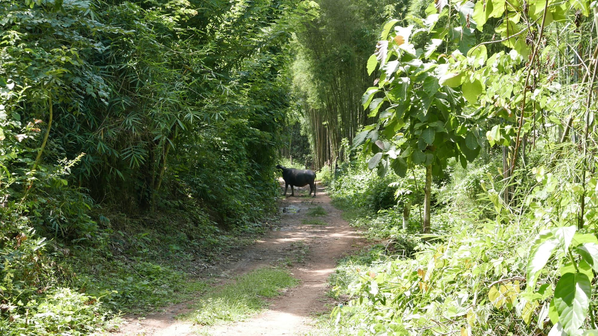 Photo by Author — the Chomphet Trail — a cow in the road