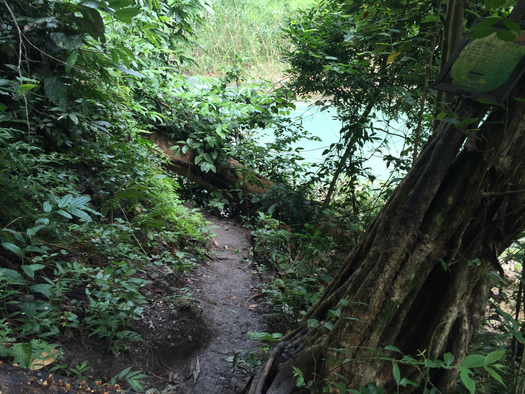 Photo by Author — following a trail back down — Tad Sae Waterfalls (ຕາດແສ້), Luang Prabang (ຫລວງພະບາງ/ຫຼວງພະບາງ), Laos