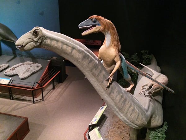 Dinosaurs at the The Rockies Museum, Bozeman, Montana