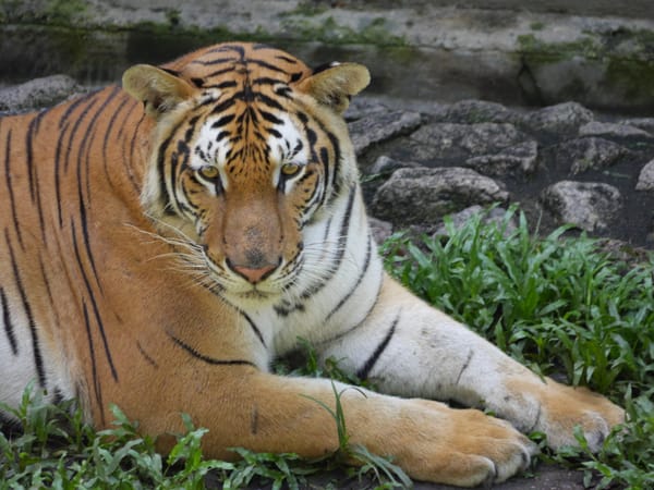 A tiger at The Zoo, Johor Bahru, Johor, Malaysia