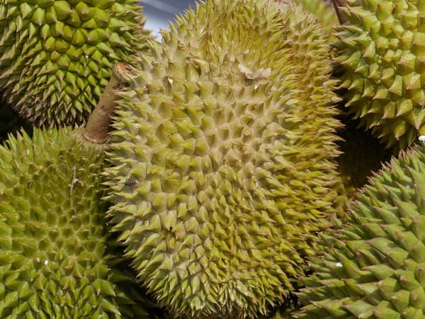 Durian — The King of Fruits