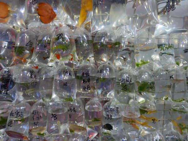 Goldfish Market 金魚街, Hong Kong