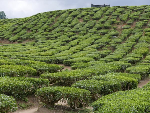 Tea Plantation - Cameron Valley Tea House, Cameron Highlands, Malaysia