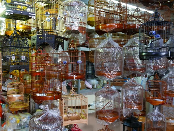 Yuen Po Street Bird Garden 園圃街雀鳥花園, Hong Kong