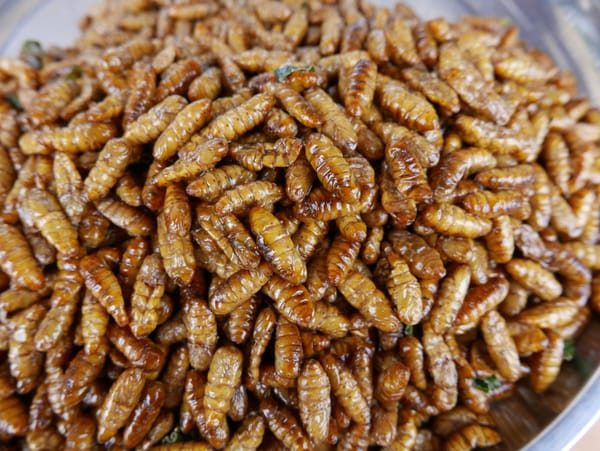 Roadside Snack Cambodian Style — grasshoppers, crickets, and silkworms