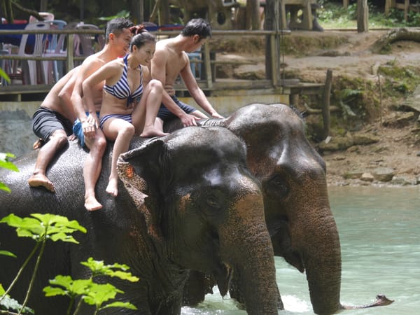 Tad Sae Waterfalls (ຕາດແສ້), Luang Prabang (ຫລວງພະບາງ/ຫຼວງພະບາງ), Laos — Elephants at the Falls